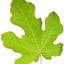 Vijgenblad