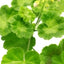 Geranium