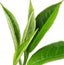 Groene Thee