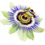 Pasifloros