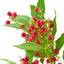 Roze Peper