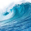 Noix d'eau de mer