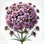 Vervain