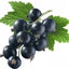 Schwarze Johannisbeere