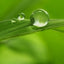 Groene Akkoorden