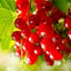 Rote Beere