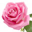 Rose bulgare